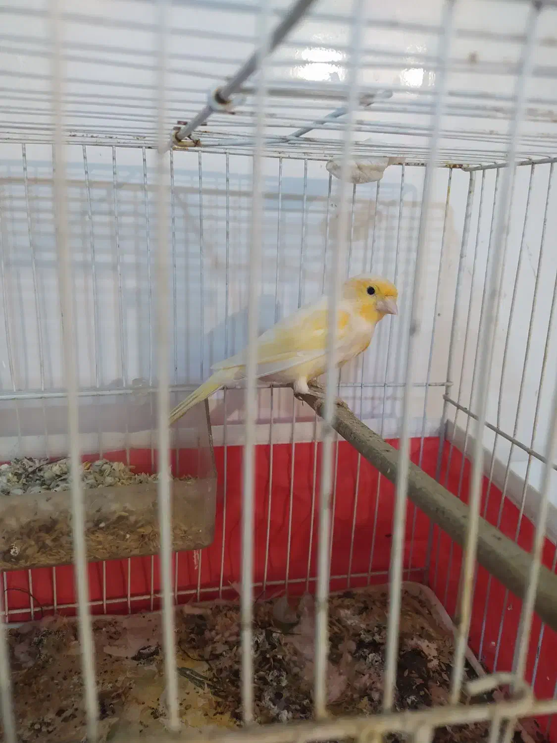 قناری مادە جفت نخورده آمادەی جفت|پرنده|کرمانشاه, |دیوار