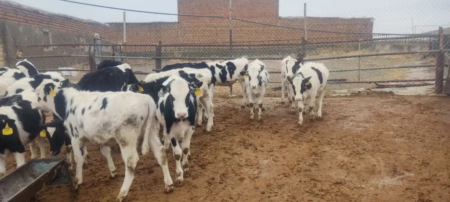 گوساله هلشتاین|حیوانات مزرعه|خنجین, |دیوار