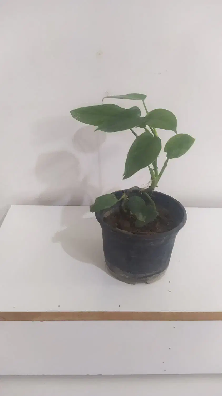 گل های آپارتمانی|گل و گیاه طبیعی|گرگان, |دیوار