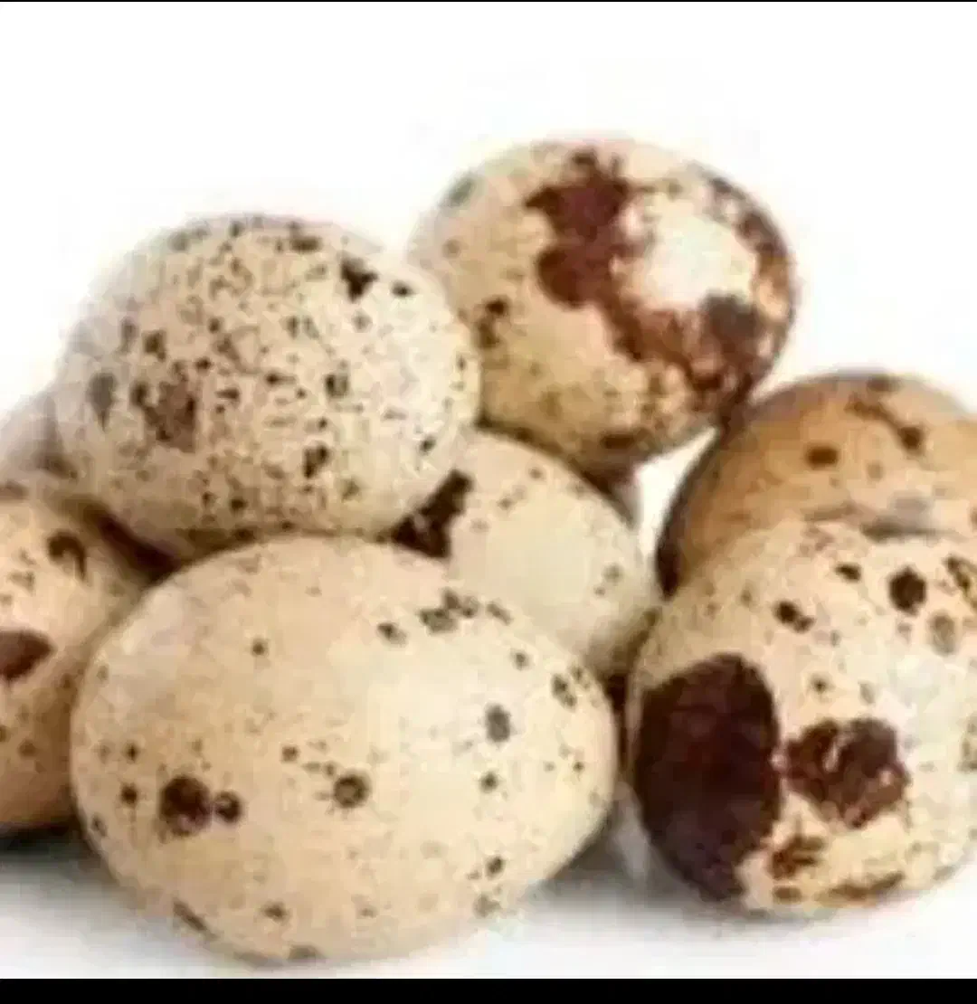 تخم خوراکی بلدرچین|خوردنی و آشامیدنی|بافق, |دیوار