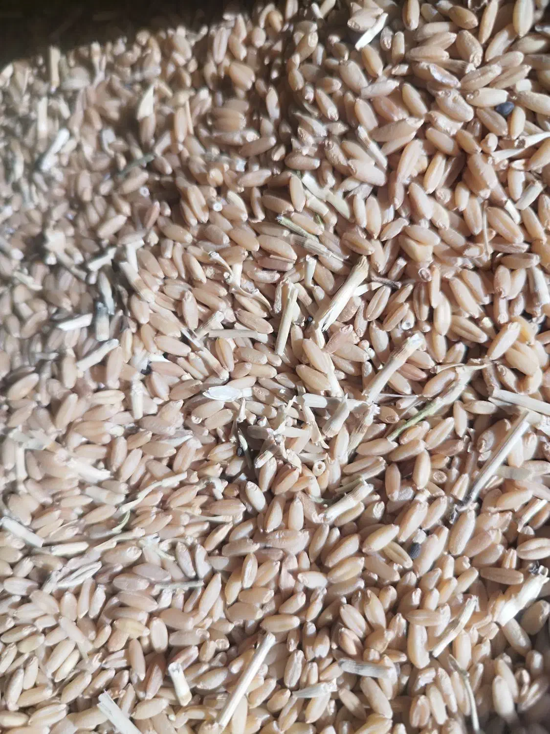 خرید گندم و جو|عمده‌فروشی|کبودرآهنگ, |دیوار