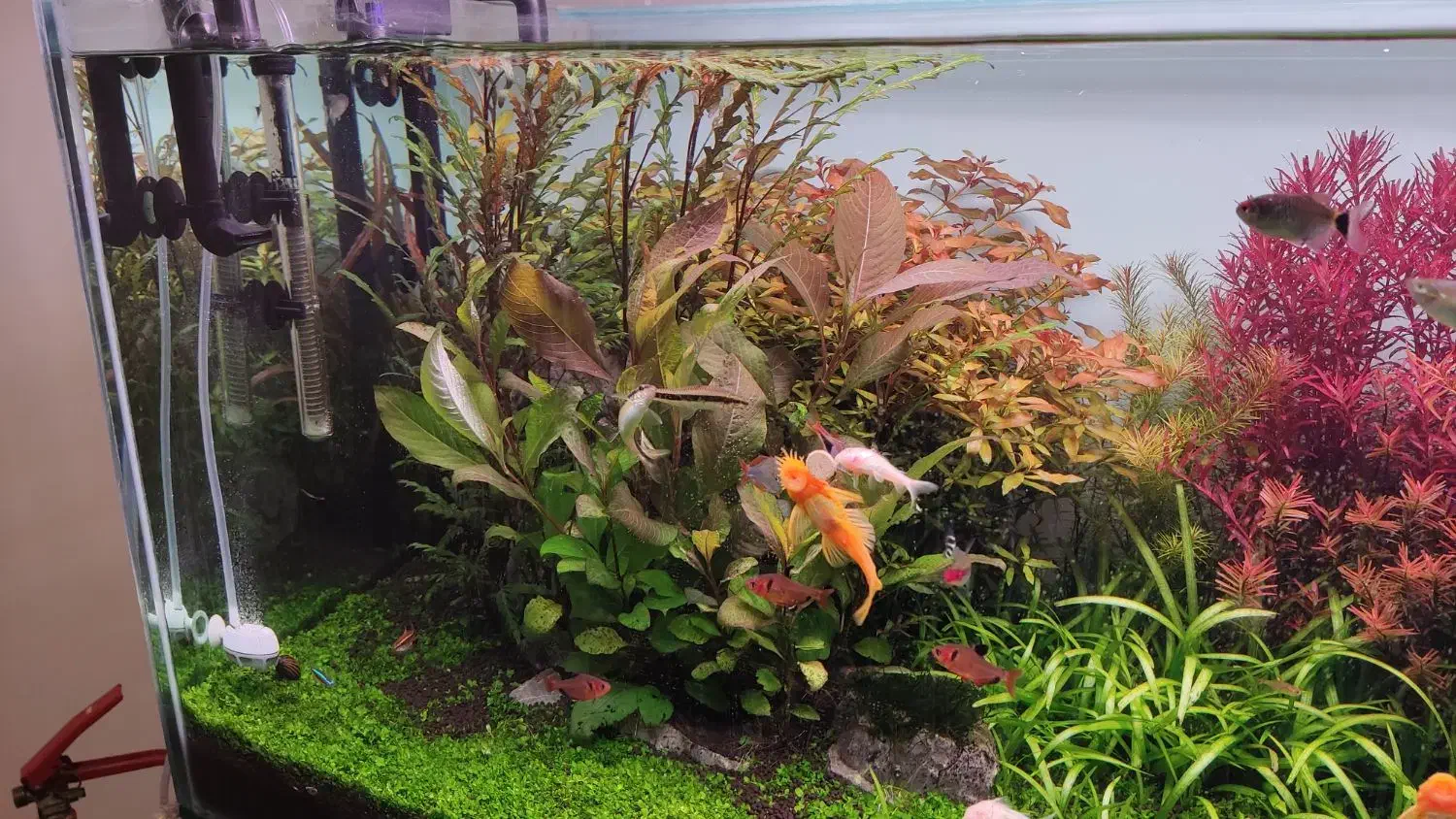 فروش گیاه آکواریومی|ماهی|بهبهان, |دیوار