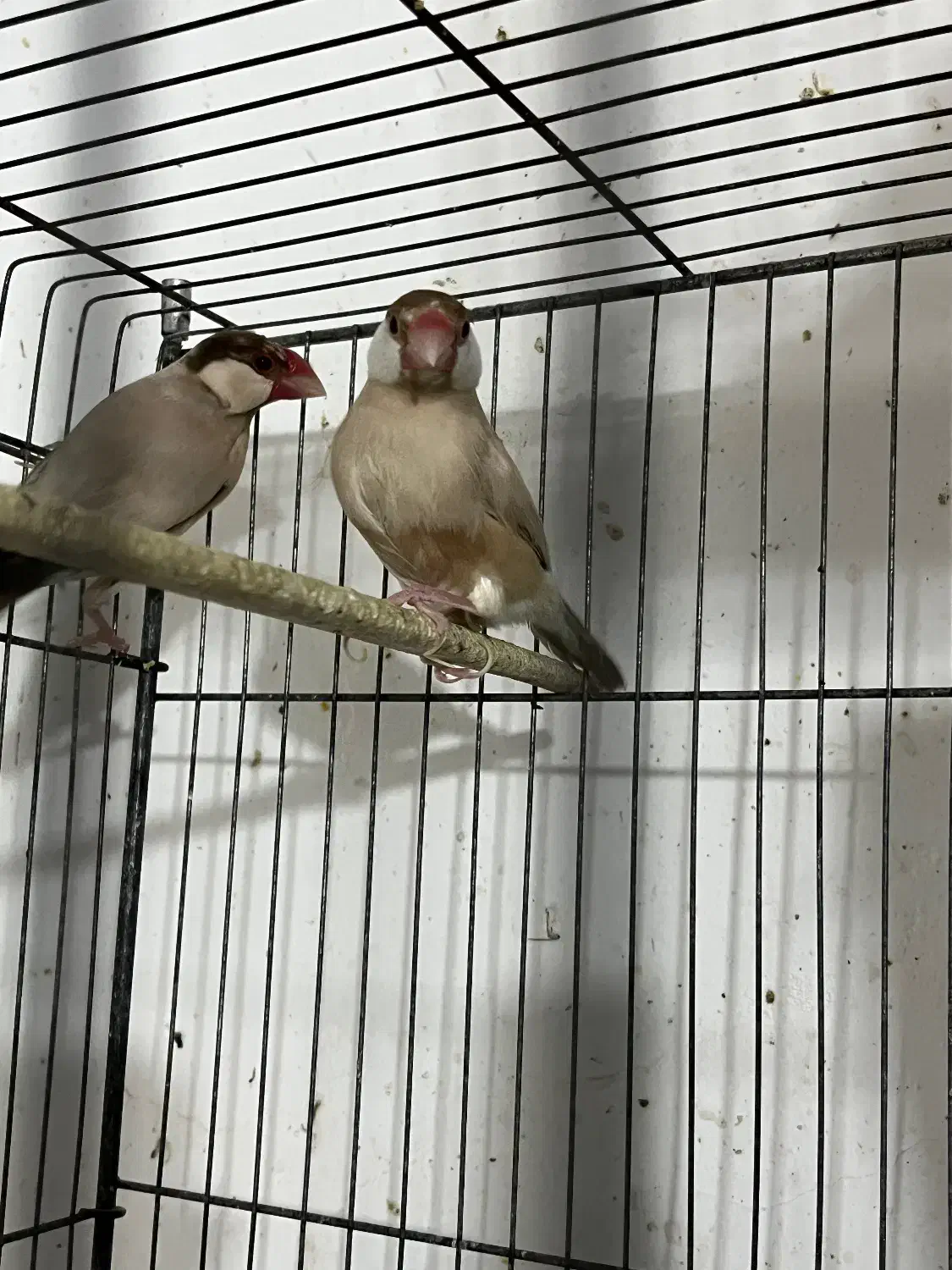 فنچ نرگسی شکلاتی|پرنده|بندرعباس, |دیوار