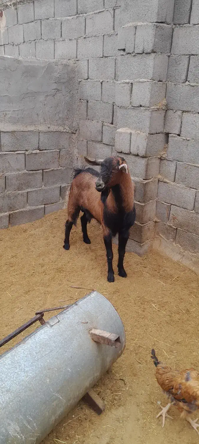 فروش چپش بره الپاین|حیوانات مزرعه|بافق, |دیوار