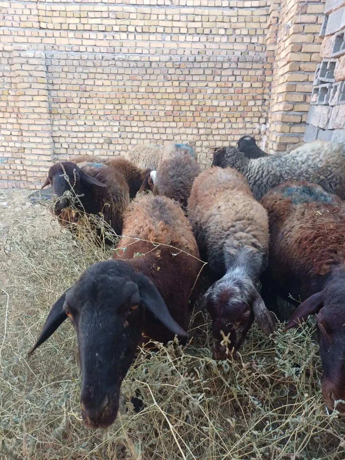 میش جوان آبستن افشاری|حیوانات مزرعه|قیدار, |دیوار