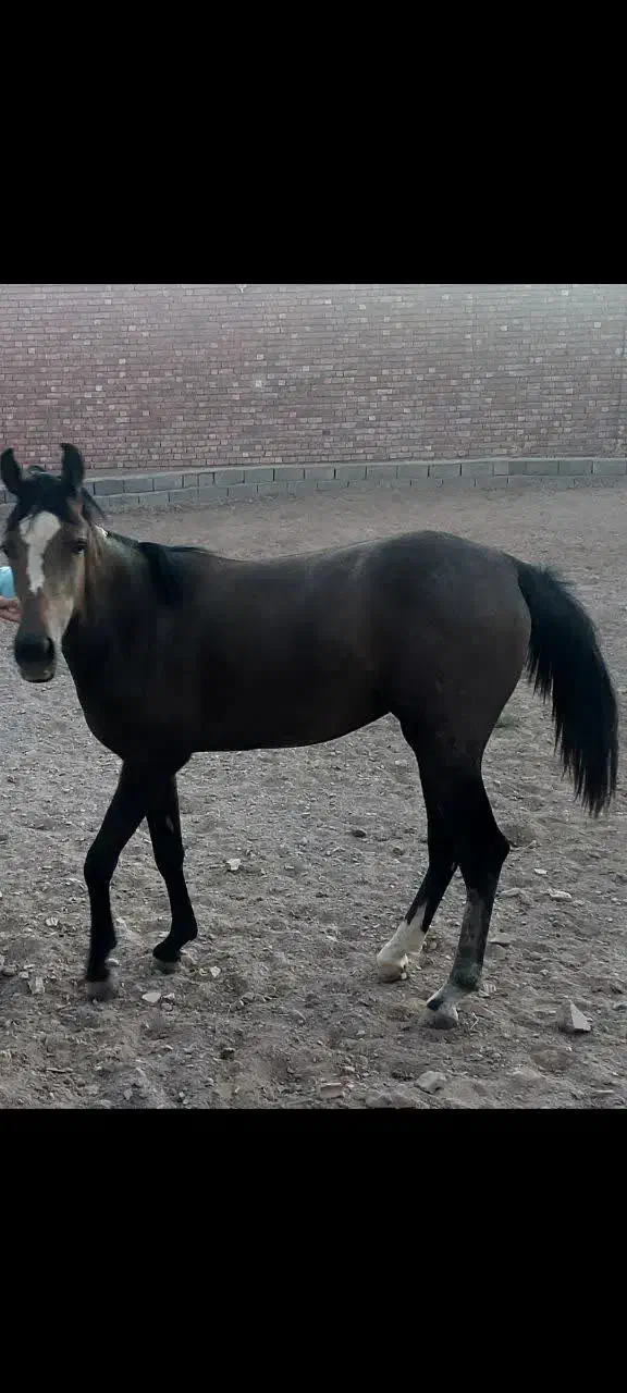 رفسنجان اسب|اسب و تجهیزات اسبسواری|رفسنجان, |دیوار