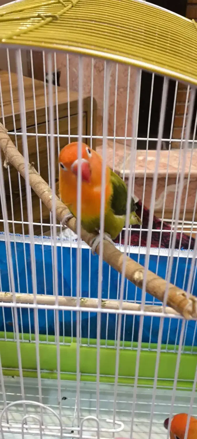 دو عدد طوطی برزیلی|پرنده|کرج, کوی زنبق|دیوار