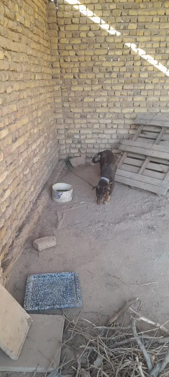 سگ دوبرمن توله|سگ|دشتابی, |دیوار