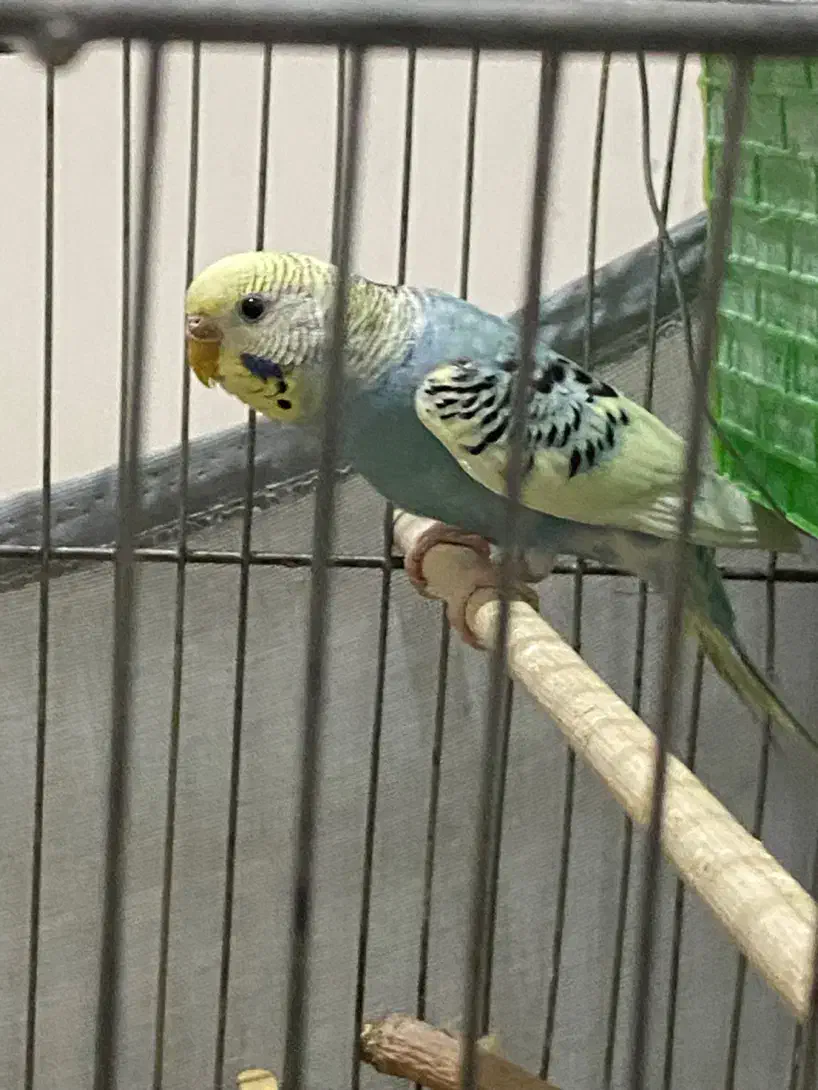 مرغ عشق ماده اماده مست|پرنده|تهران, جوانمردان (اندیشه)|دیوار