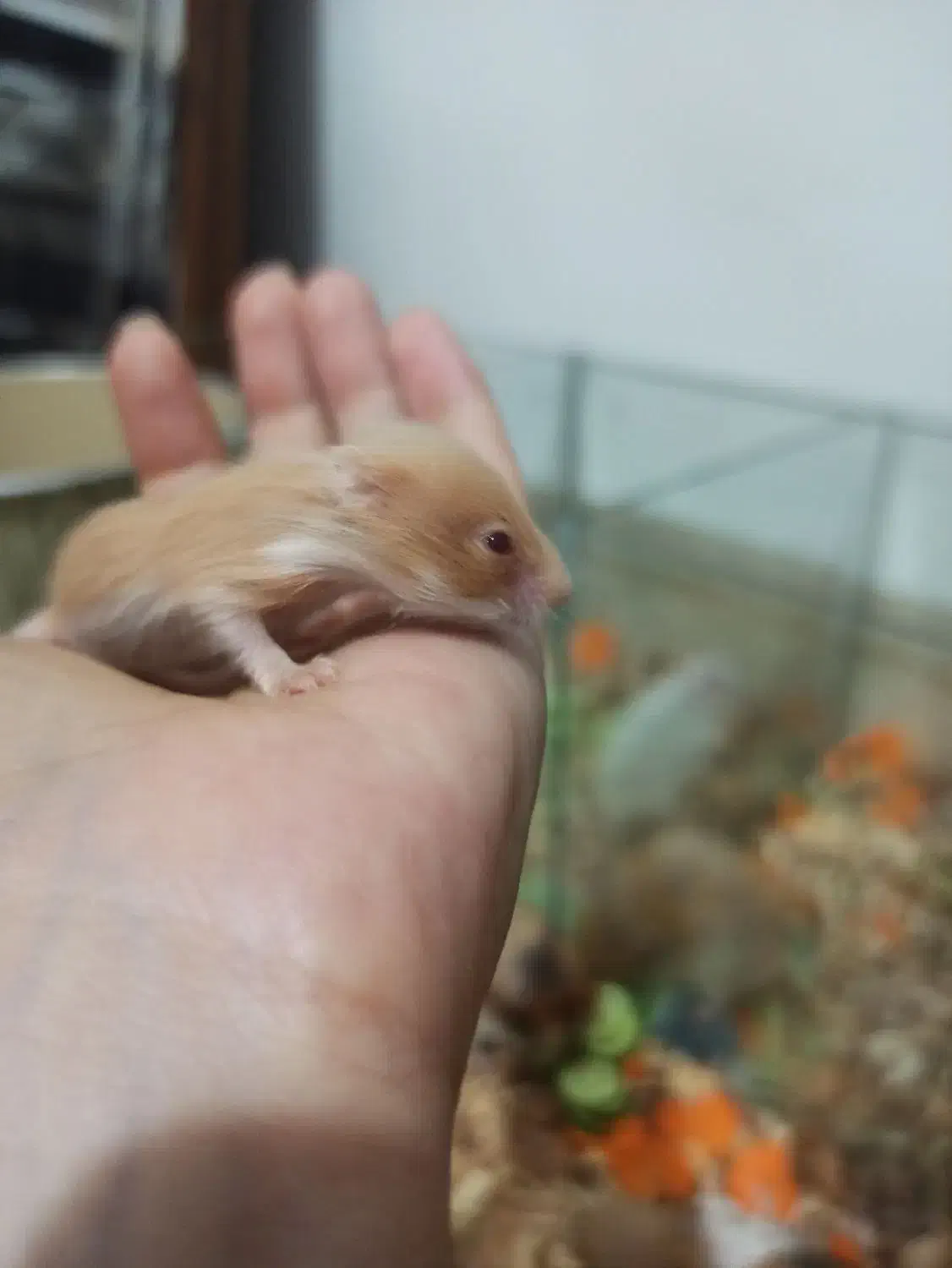 همسترمینیاطوری ، دستی|موش و خرگوش|شیراز, شهرک کوشکک|دیوار