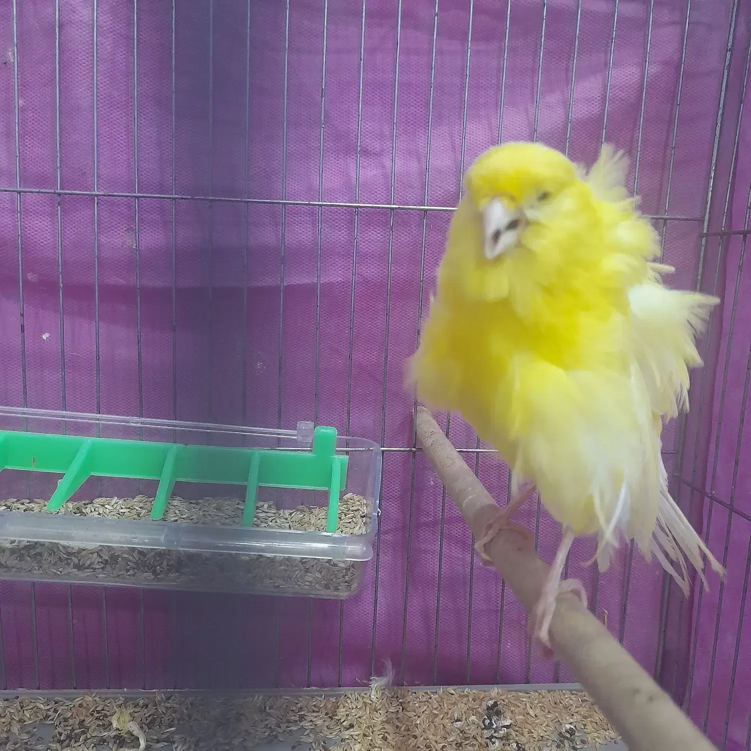 فروش قناری نر فر|پرنده|بندر انزلی, پردیس|دیوار