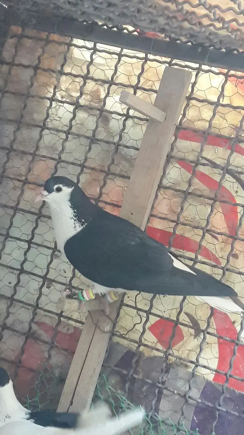 جفت ساده سیاه رنگ واکسی بدون غلط دروشت کشیده|پرنده|شهرآباد, |دیوار