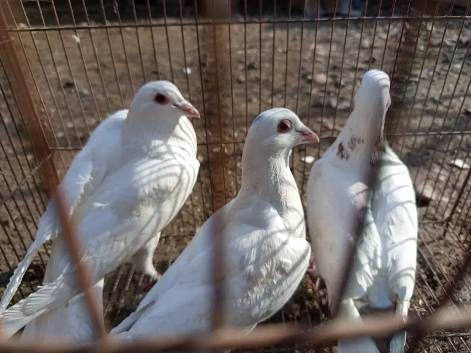 کبوتر|پرنده|فاضل آباد, |دیوار