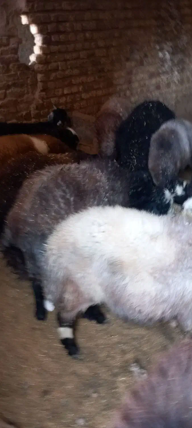 بره نر|حیوانات مزرعه|رامند, |دیوار