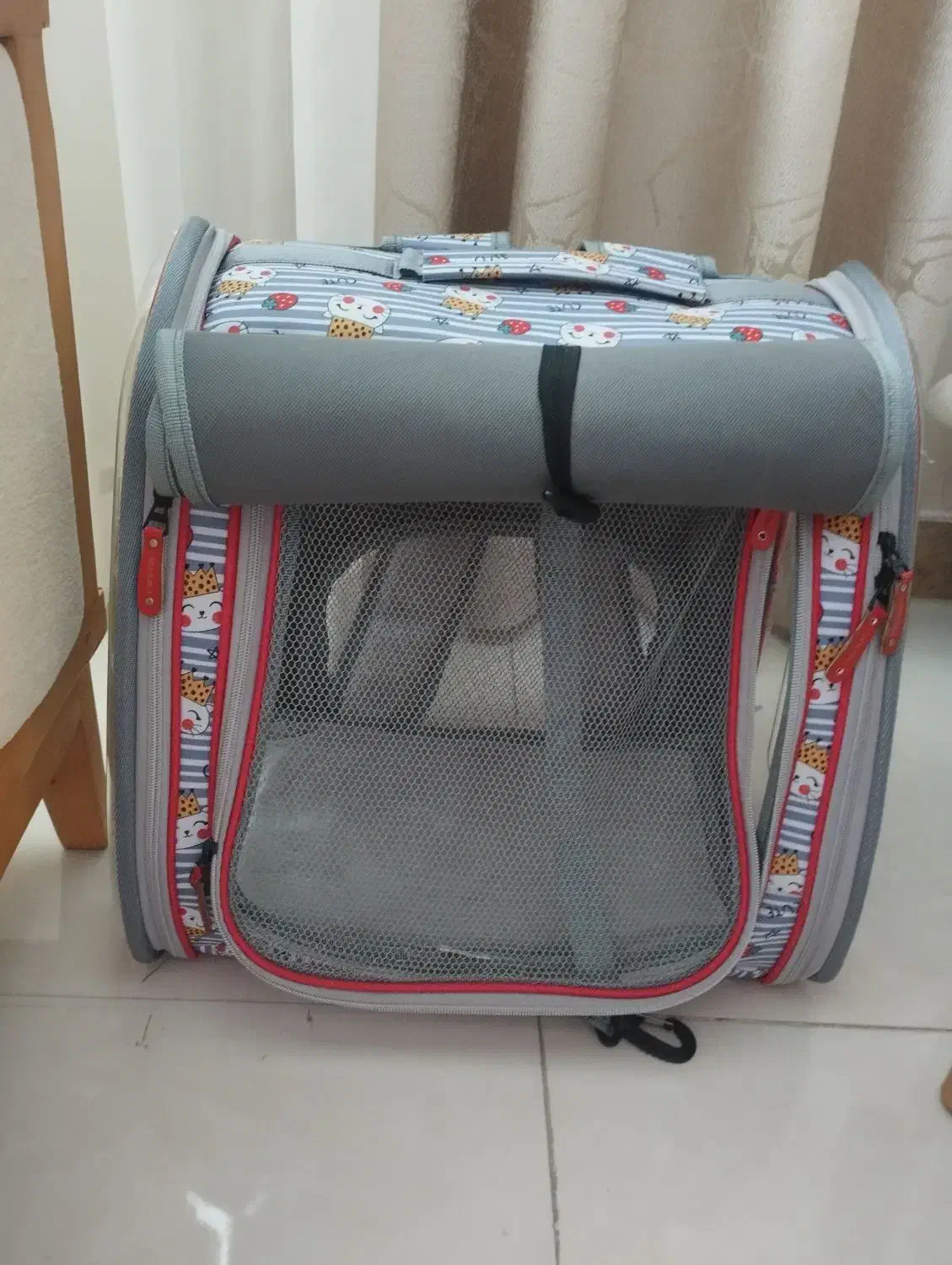 شیتزو فلت دختر۷ماه|سگ|رشت, فلسطین|دیوار