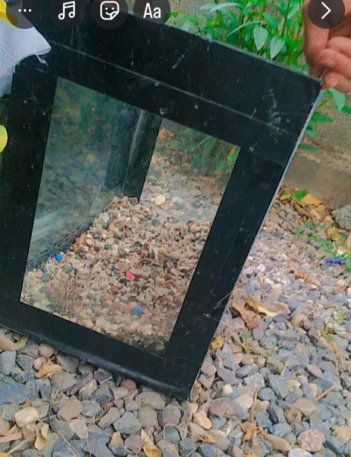 اکواریوم|ماهی|آق قلا, |دیوار