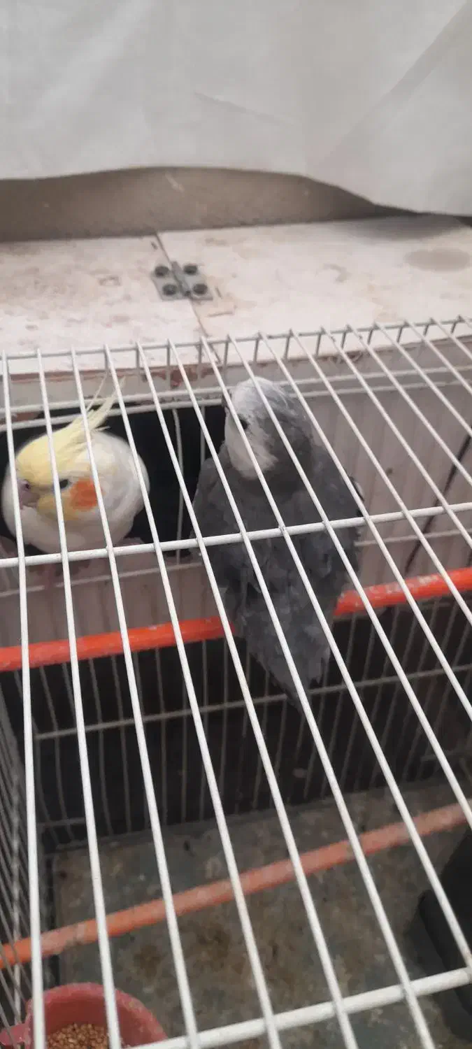 عروس هلندی|پرنده|شاندیز, |دیوار