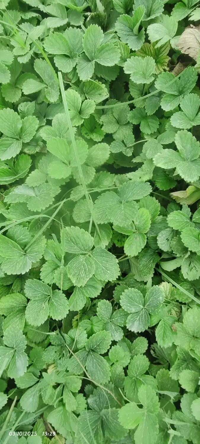 نهال توت فرنگی کاماروس|گل و گیاه طبیعی|مزرعه کتول, |دیوار