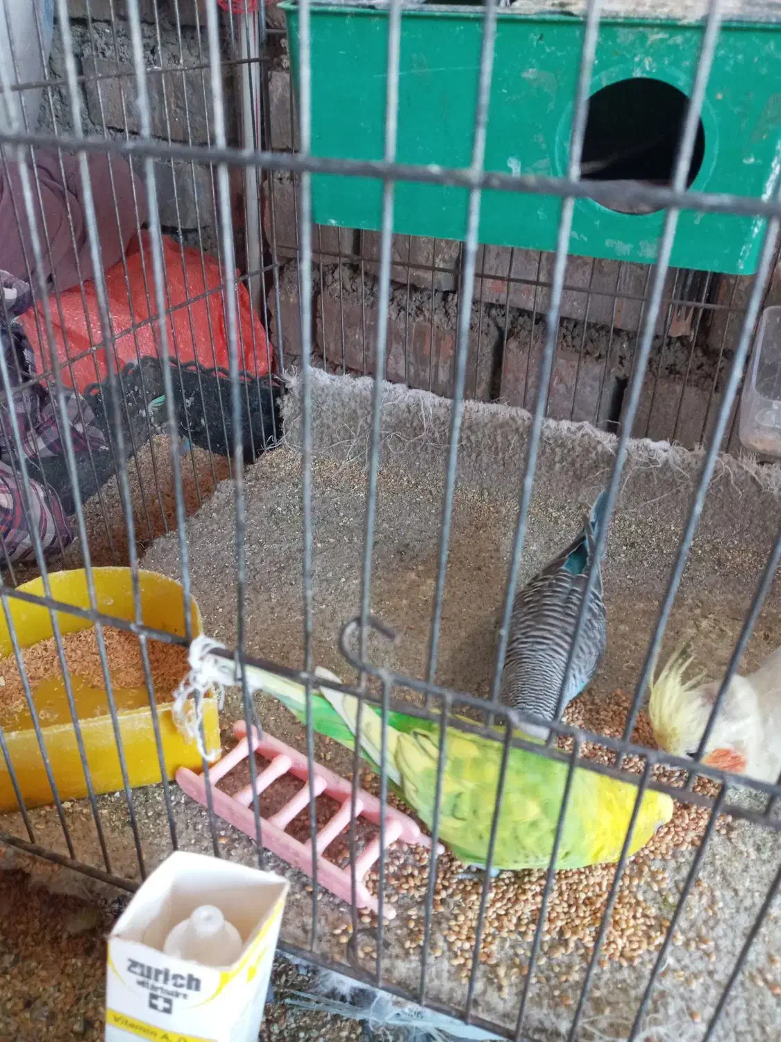 مرغ عشق|پرنده|آبدانان, |دیوار