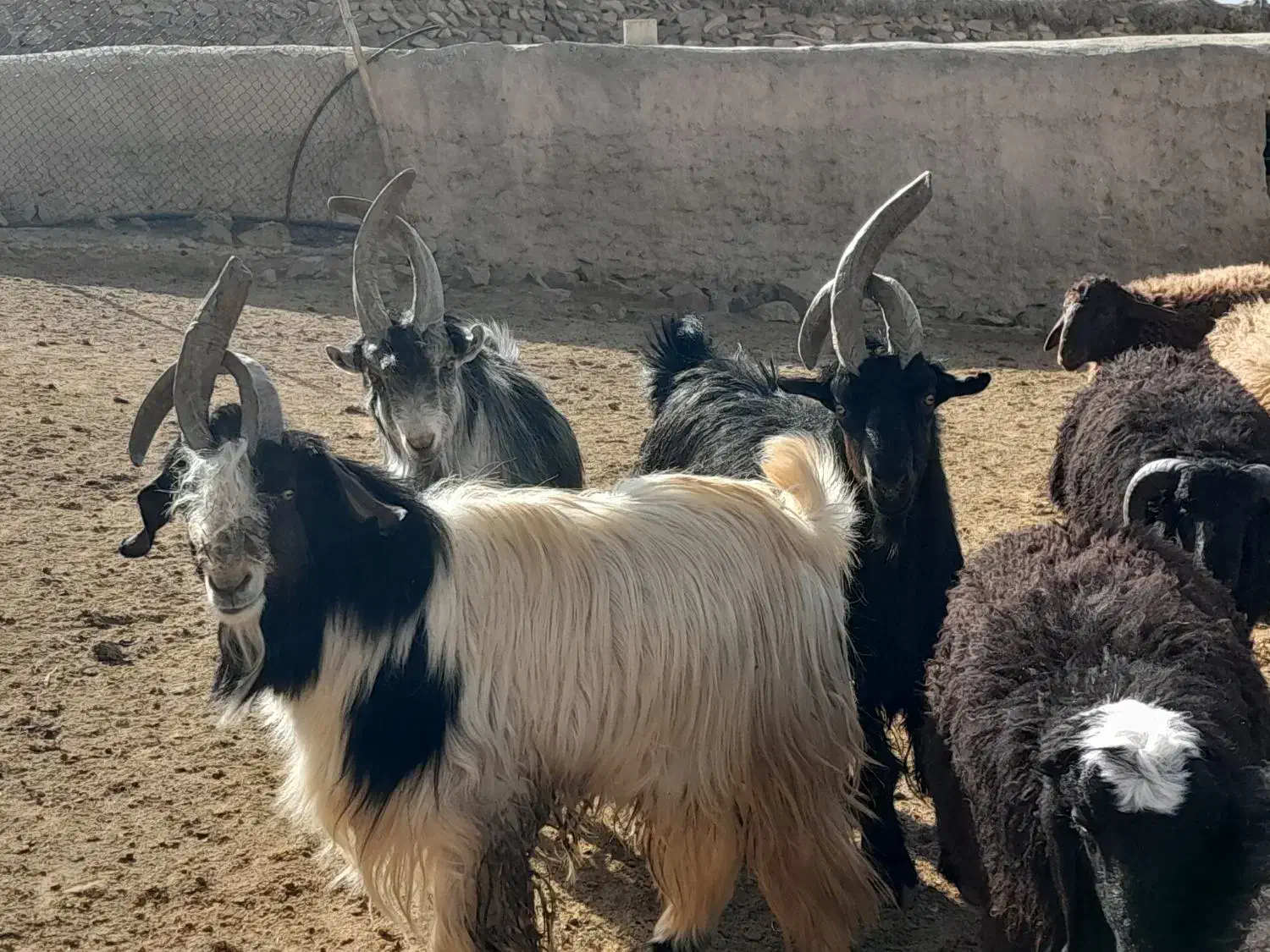 سه عدد دوبر فروشی|حیوانات مزرعه|عسگران, |دیوار