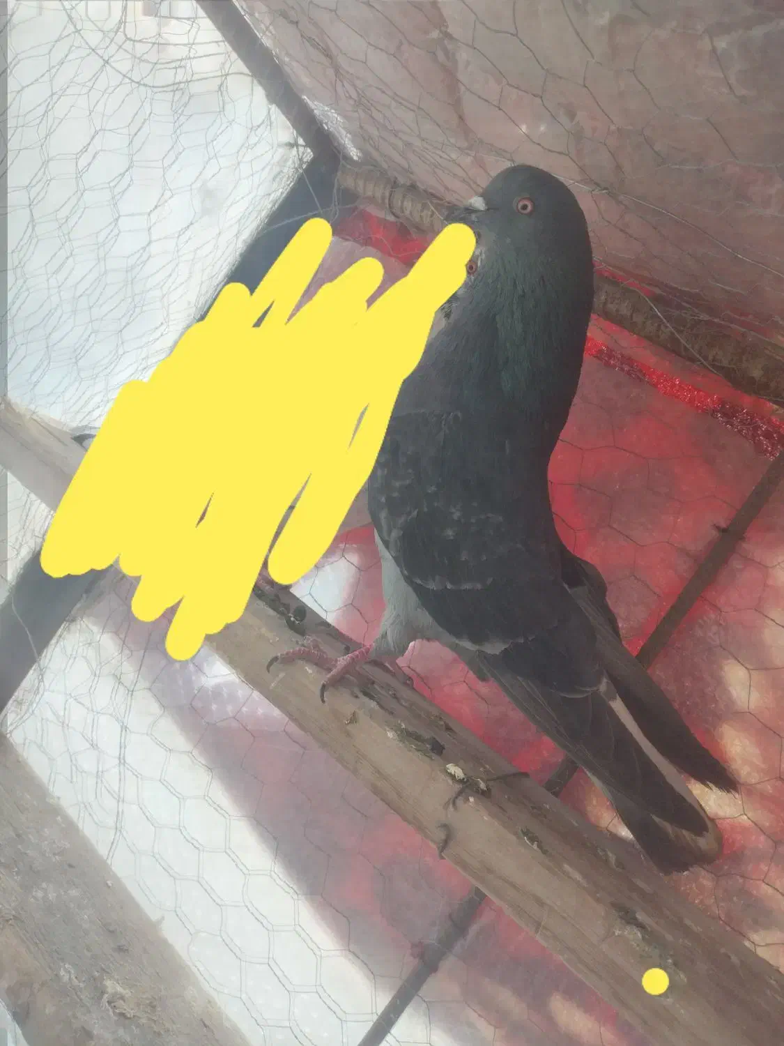 دونه ای ۵۰۰|پرنده|سیرجان, |دیوار