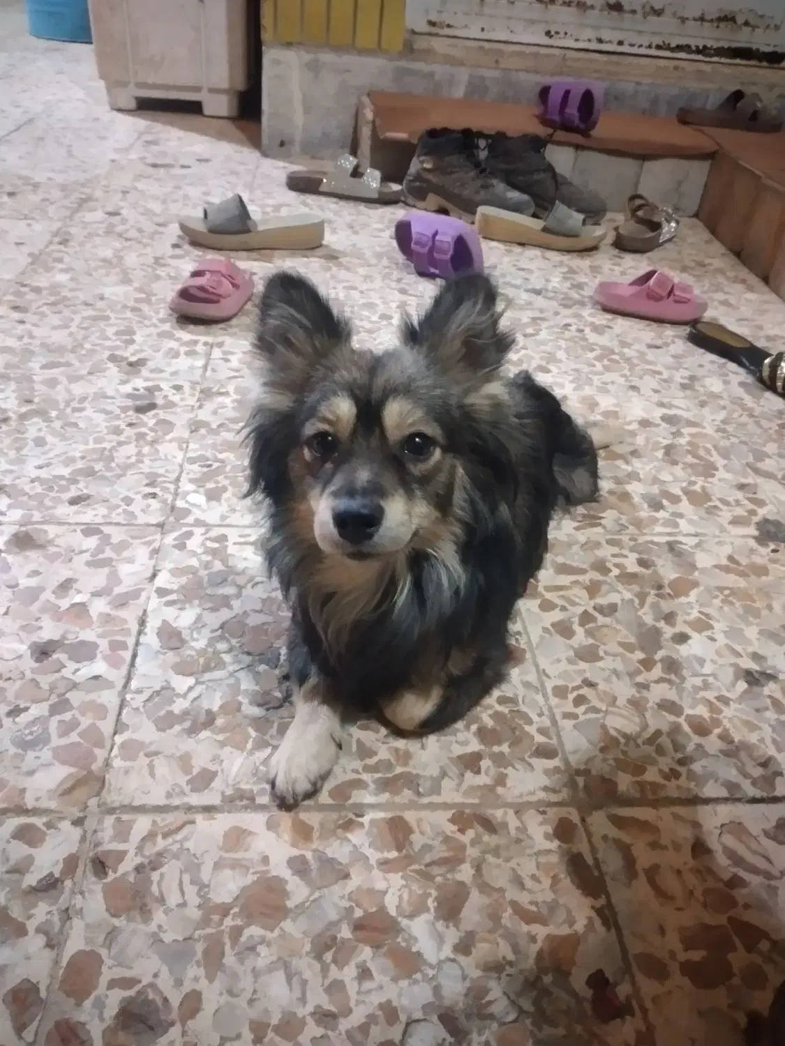 سگ گمشده|سگ|شوشتر, |دیوار