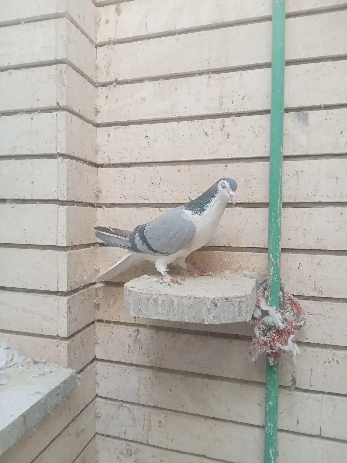 دم گیروشازده|پرنده|اصفهان, ارغوانیه|دیوار