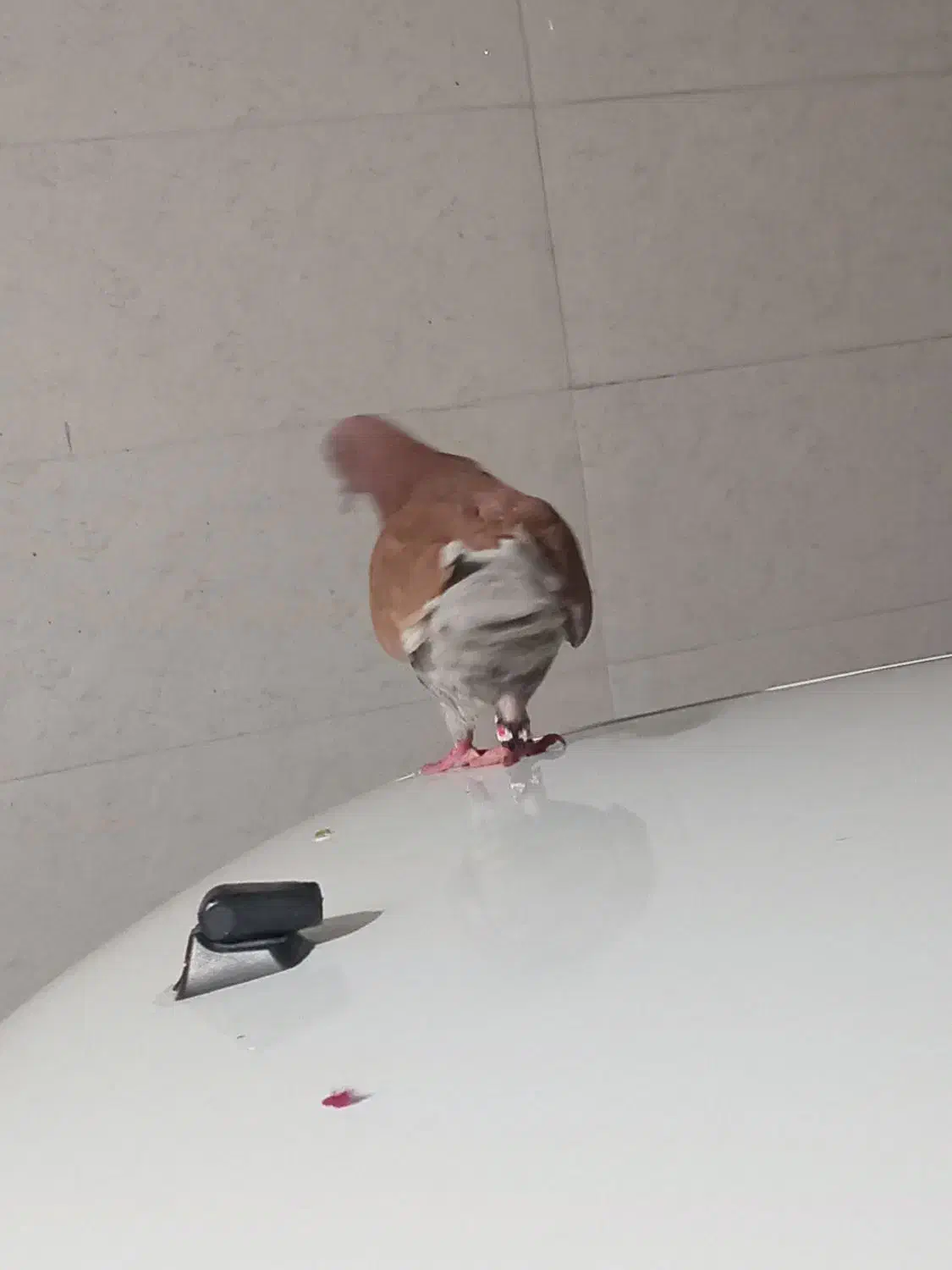 کبوتر آهنی نسل پلاکی|پرنده|بندر امام خمینی, |دیوار