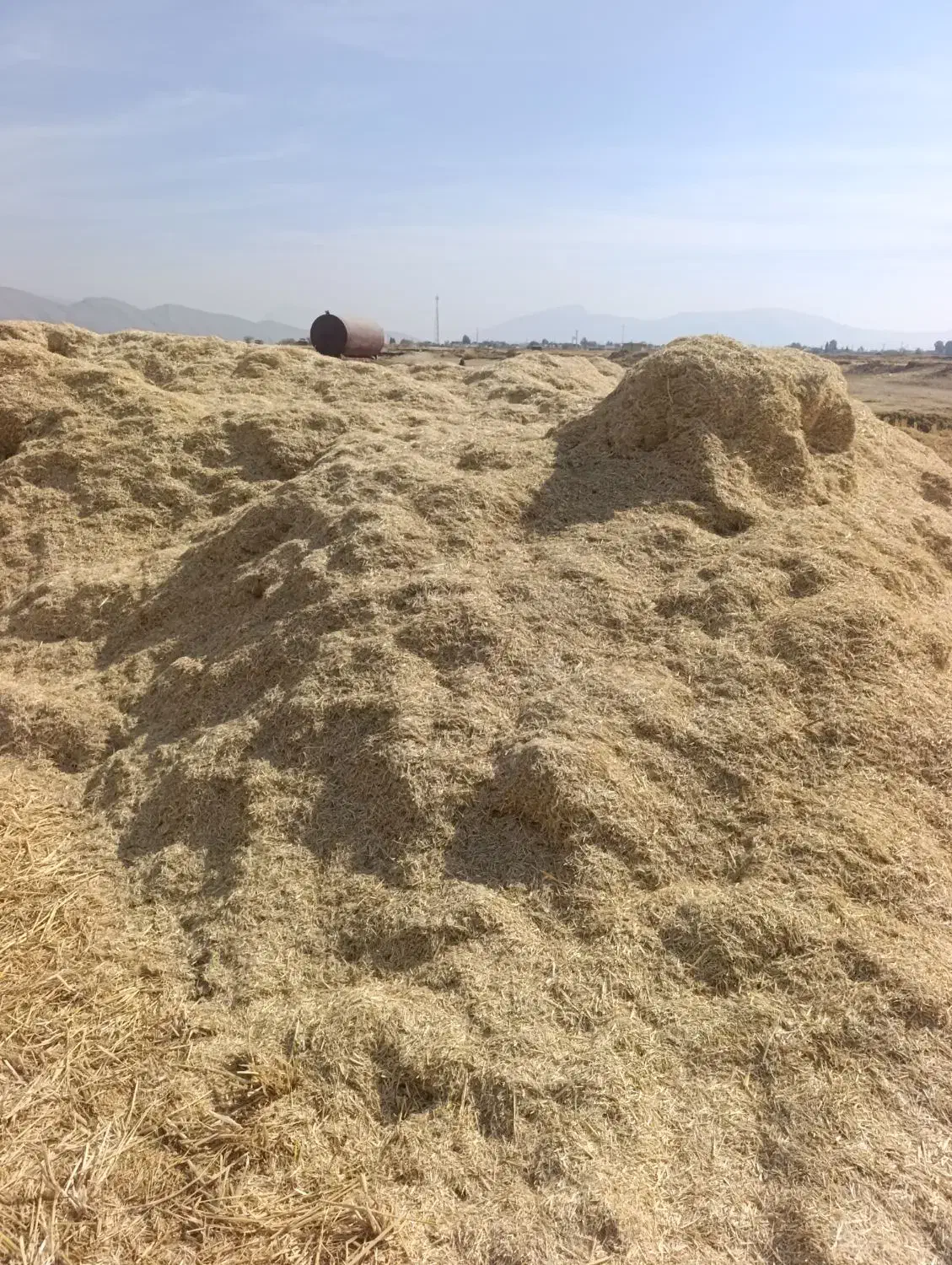 فروش کاه|عمدهفروشی|کامفیروز, |دیوار