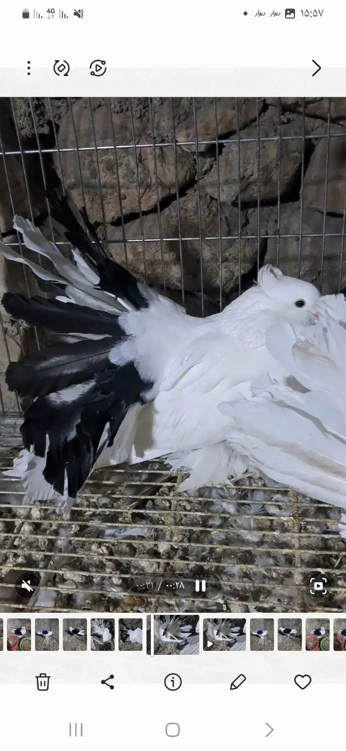 چتری آمریکایی دم رنگی|پرنده|اصفهان, بهاران|دیوار