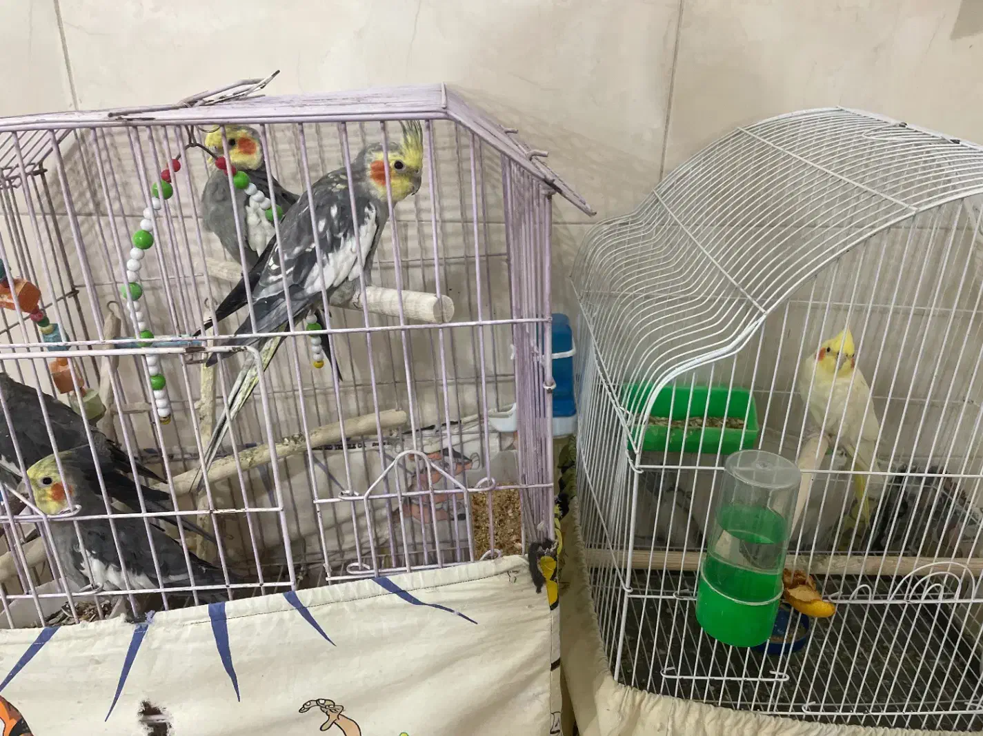 عروس هلندی|پرنده|یزد, |دیوار