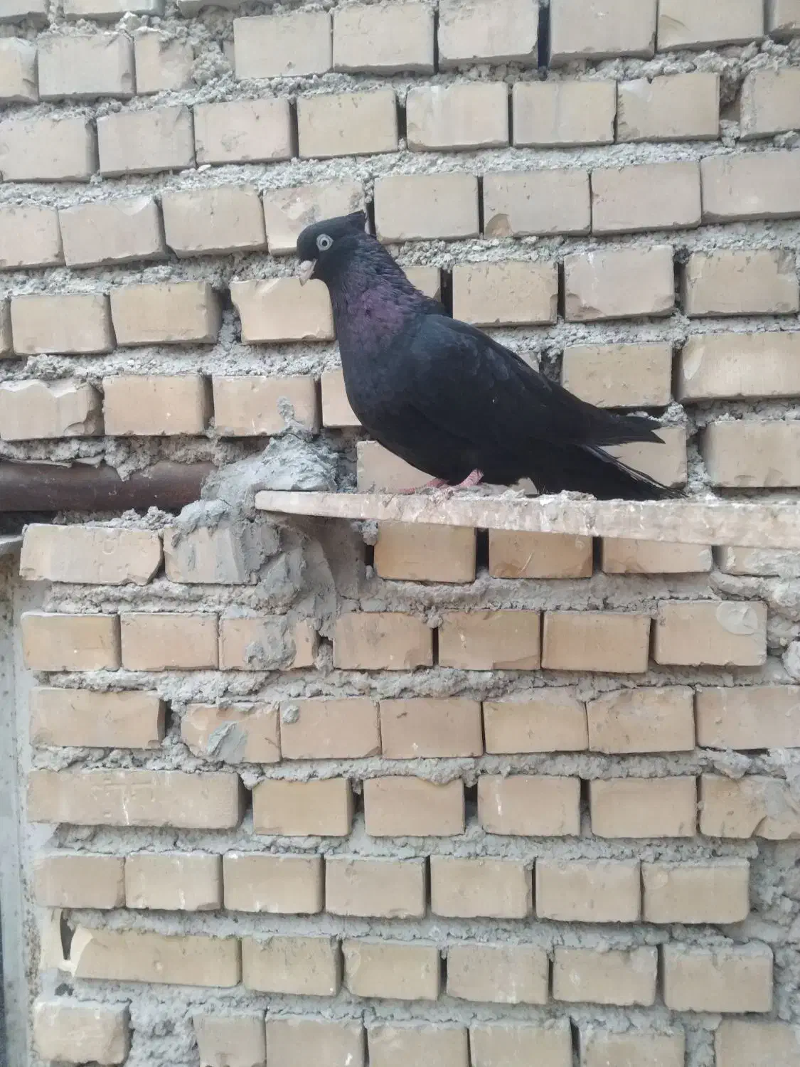 زاغ ماده|پرنده|بندر ماهشهر, |دیوار