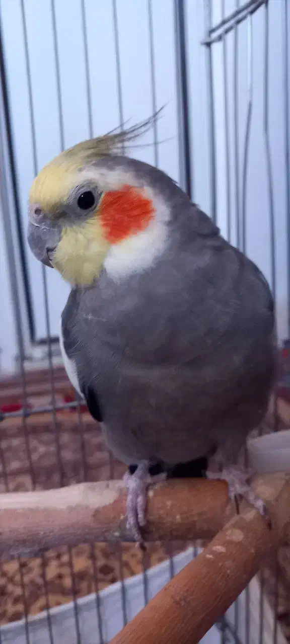 عروس هلندی جفت سخنگو|پرنده|نورآباد, |دیوار