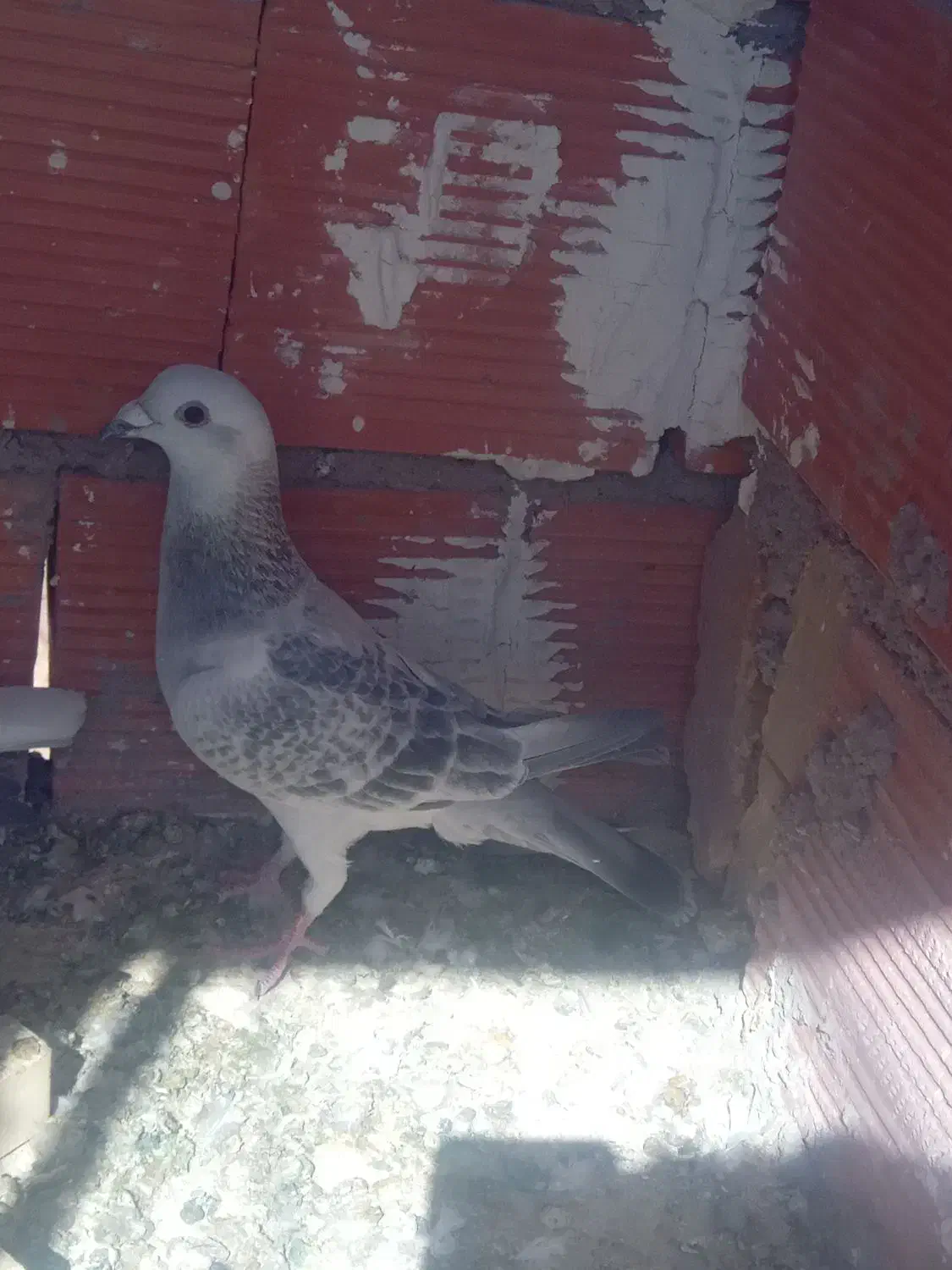 نر بدرنگ کلاغ کرمونی اصل|پرنده|کرمان, |دیوار