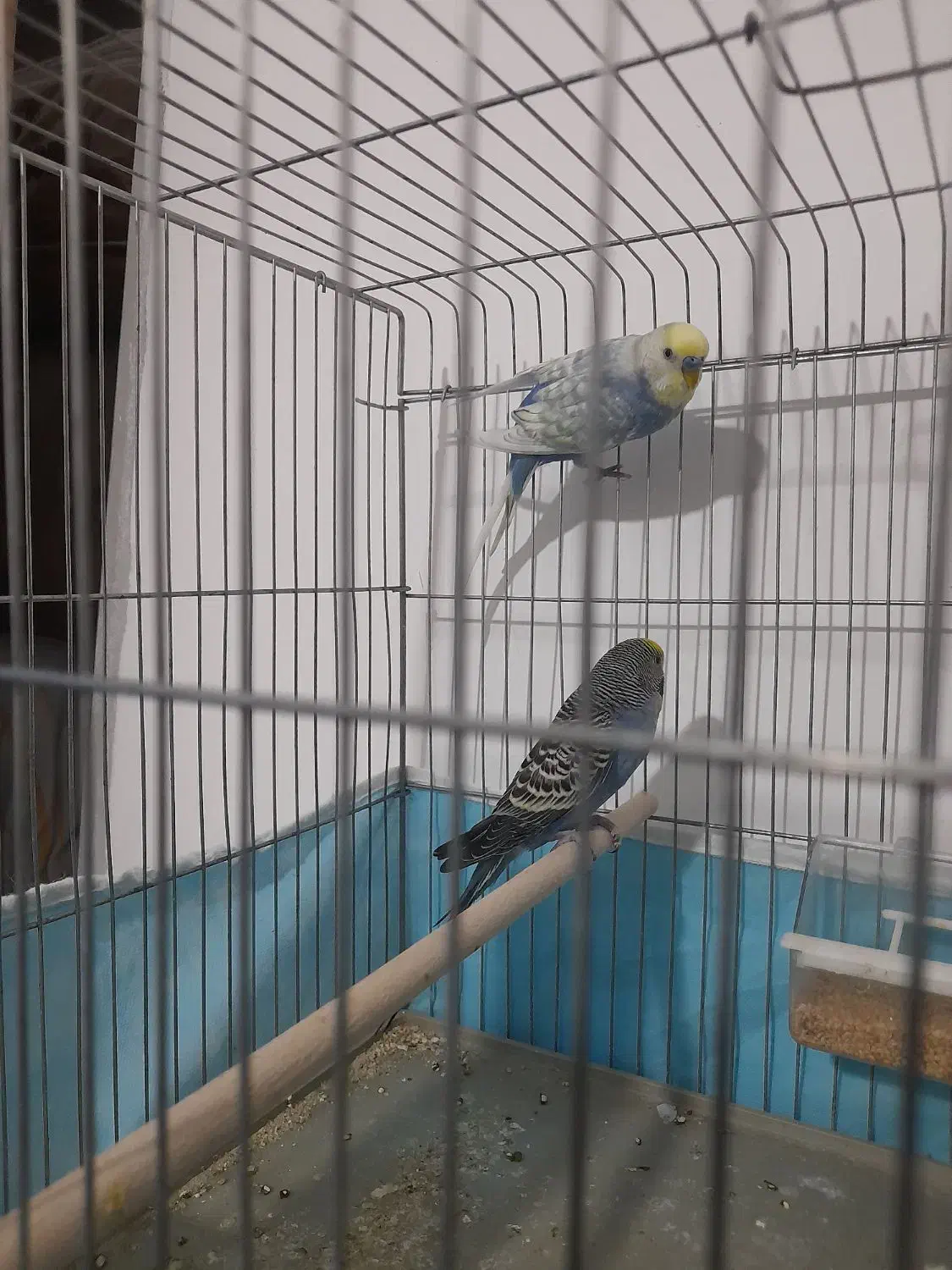 مرغ عشق|پرنده|فسا, |دیوار