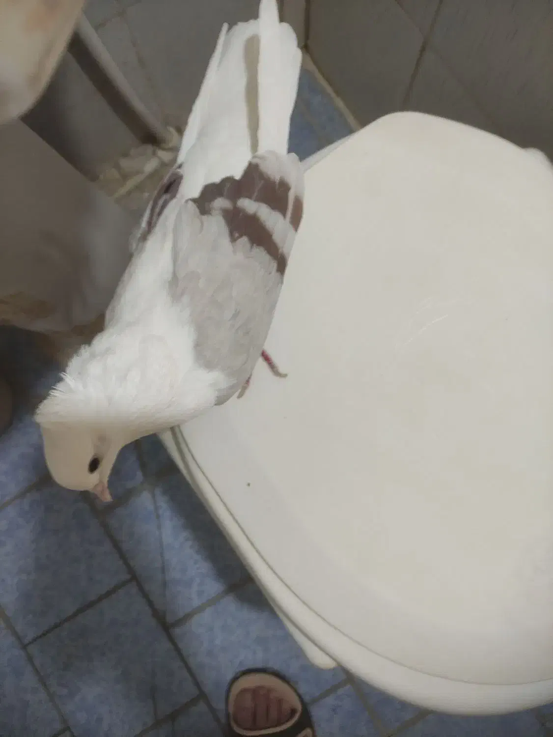 کبوتر تپر سرخ|پرنده|بروجرد, |دیوار