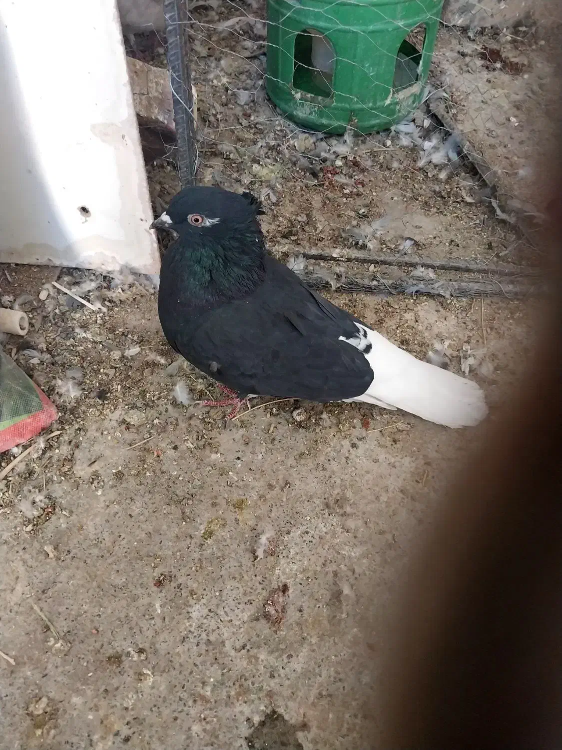 گفتر زاغ دم سفید ماده|پرنده|جلگه ماژان, |دیوار