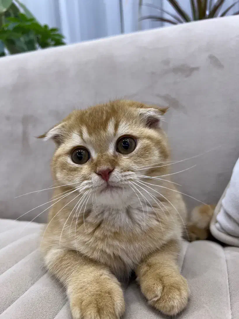 فروش اسکاتیش فولد گلد|گربه|آمل, |دیوار