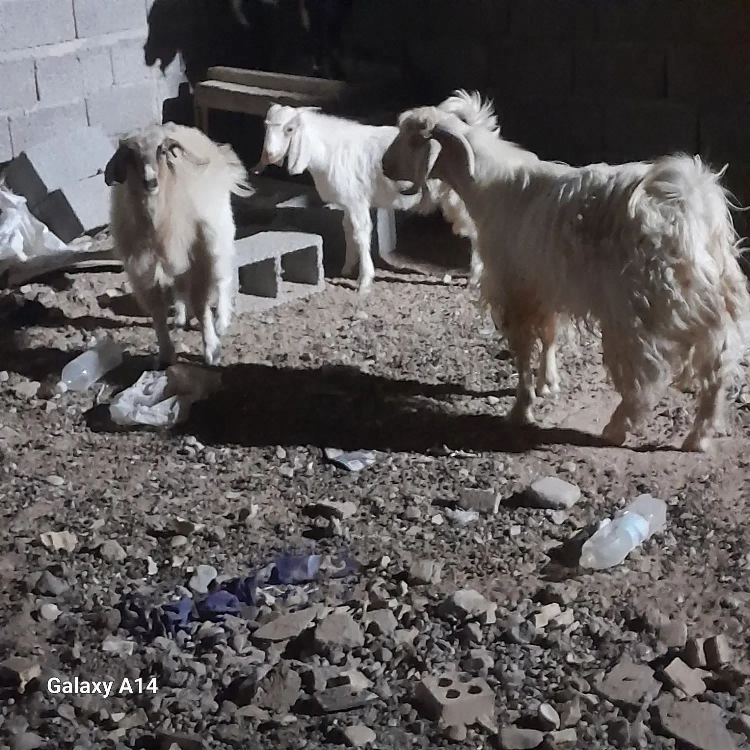 فروش کره نر و ماده شیر مست چاق|حیوانات مزرعه|سیرجان, |دیوار