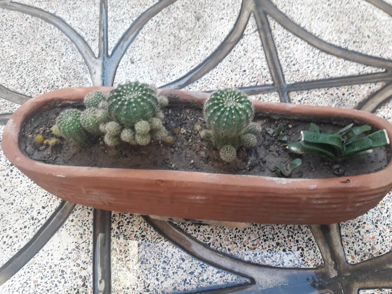 گل وگیاه طبیعی|گل و گیاه طبیعی|اصفهان, فرح آباد|دیوار