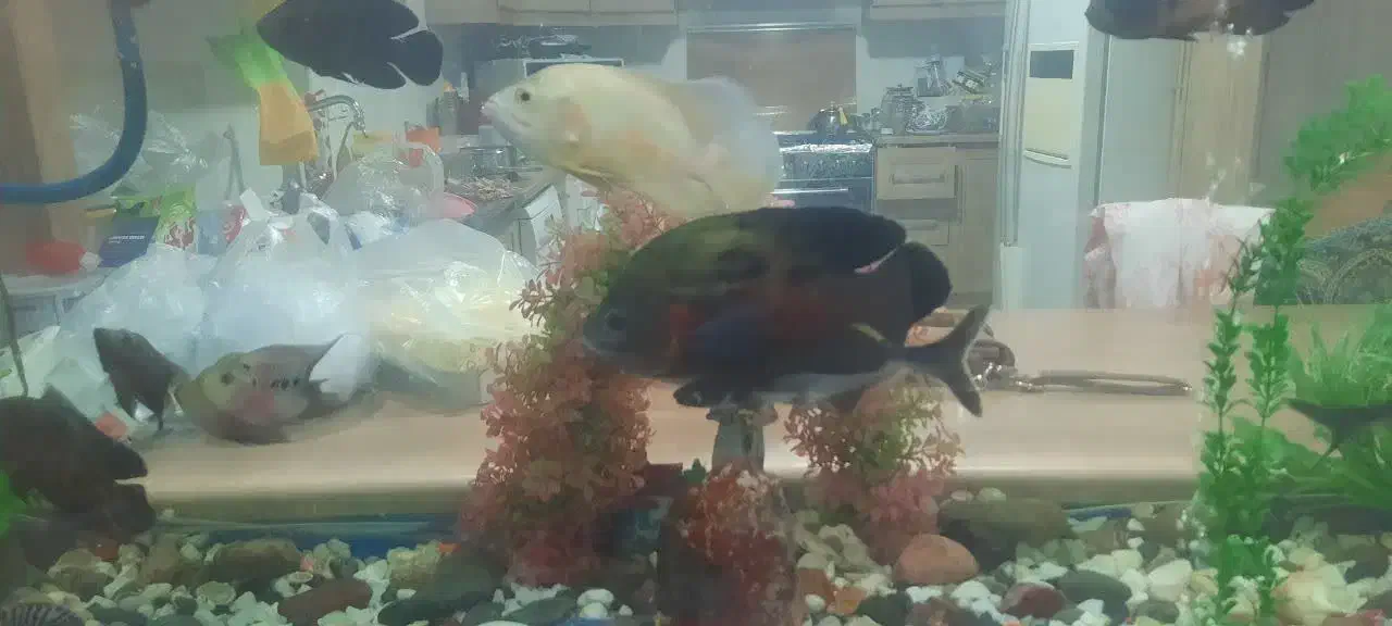 ماهی آکواریوم|ماهی|قم, انسجام|دیوار