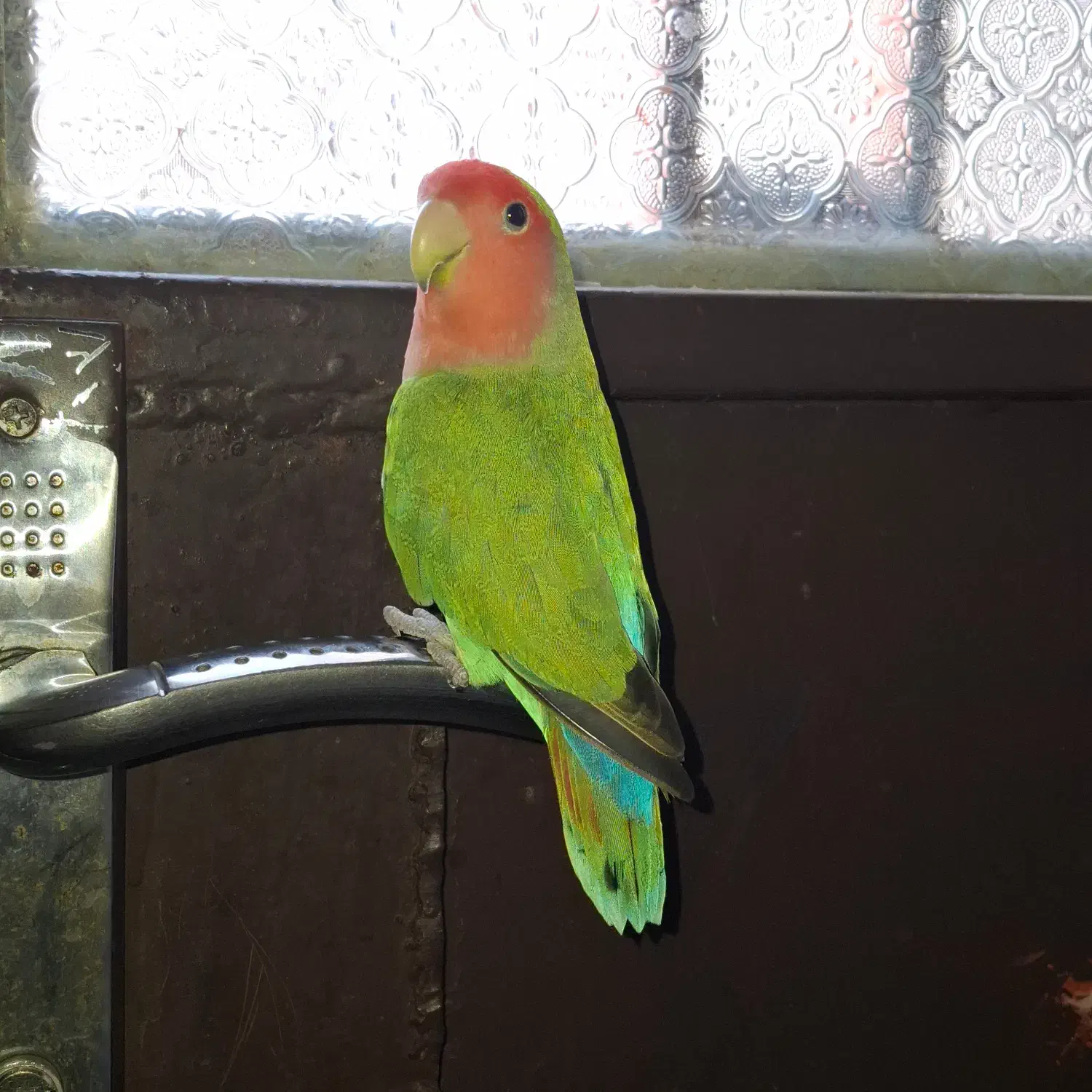 طوطی برزیلی|پرنده|دزفول, |دیوار