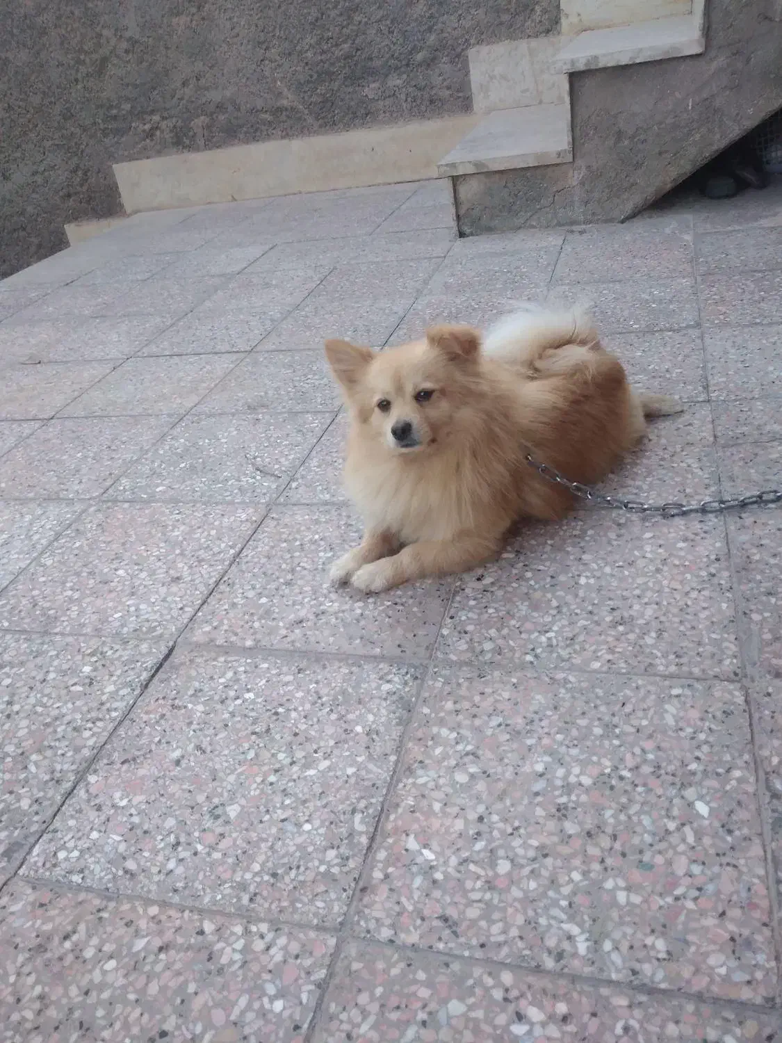 سلام پامرروباهی خوشرنگ تربییت شده قیمت ۹|سگ|بیرجند, |دیوار