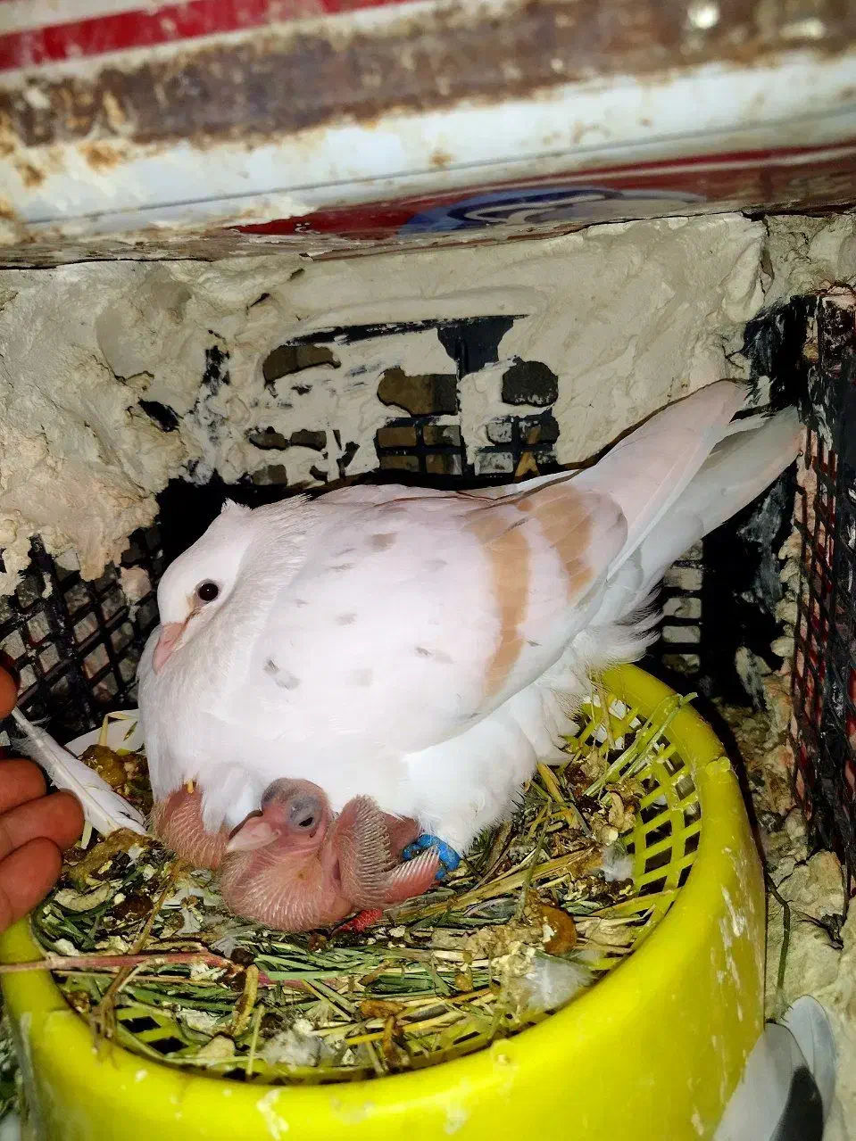 تپر زرد خال سیاه|پرنده|بروجرد, |دیوار