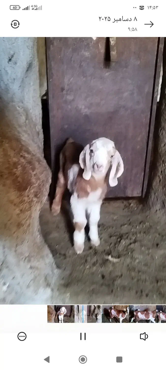 بزوکهره|حیوانات مزرعه|بهاباد, |دیوار