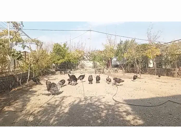 بوقلمون آماده تخم گذاری|حیوانات مزرعه|بیرجند, |دیوار