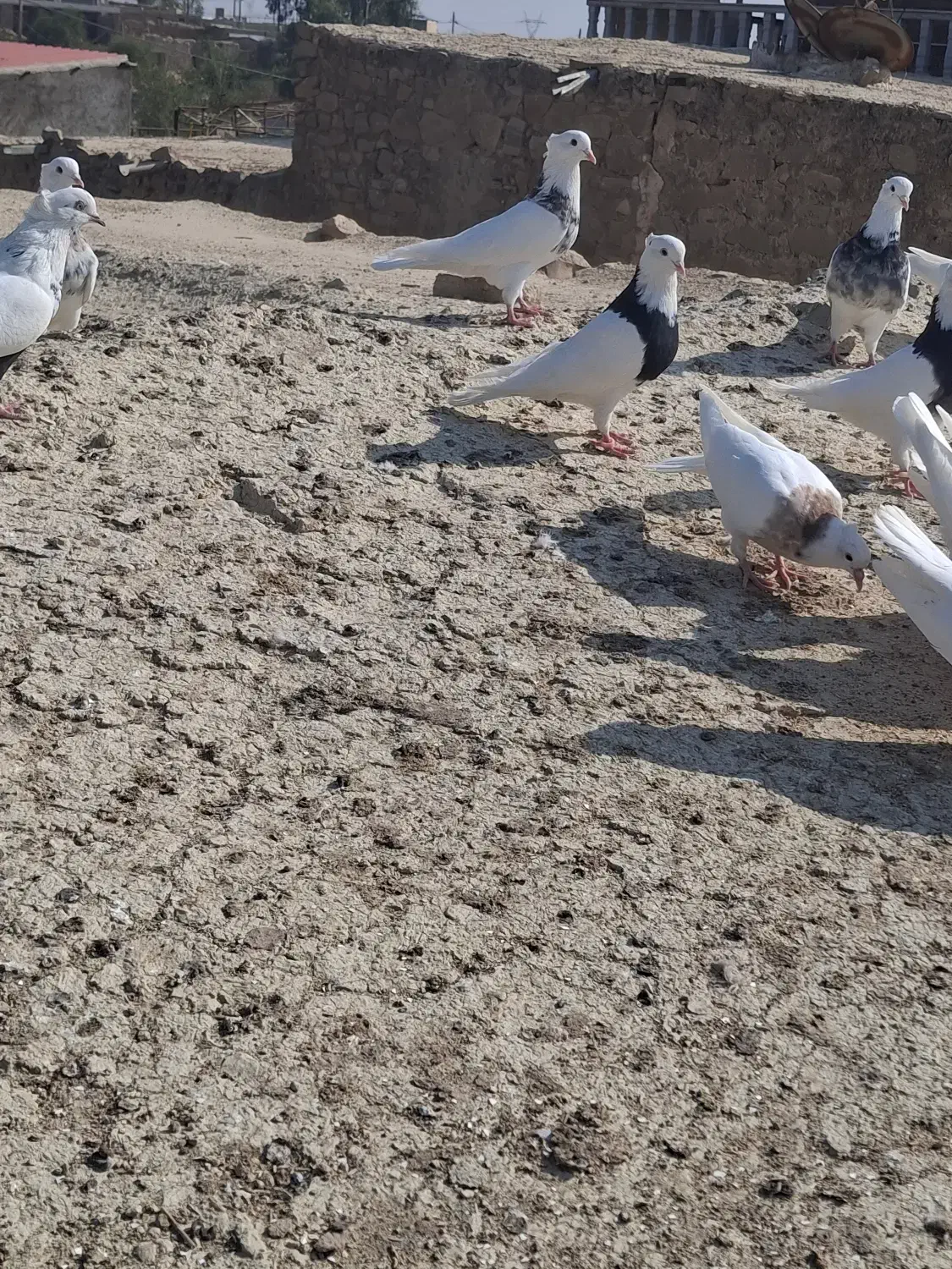 کبوتر طوقی|پرنده|مسجد سلیمان, |دیوار