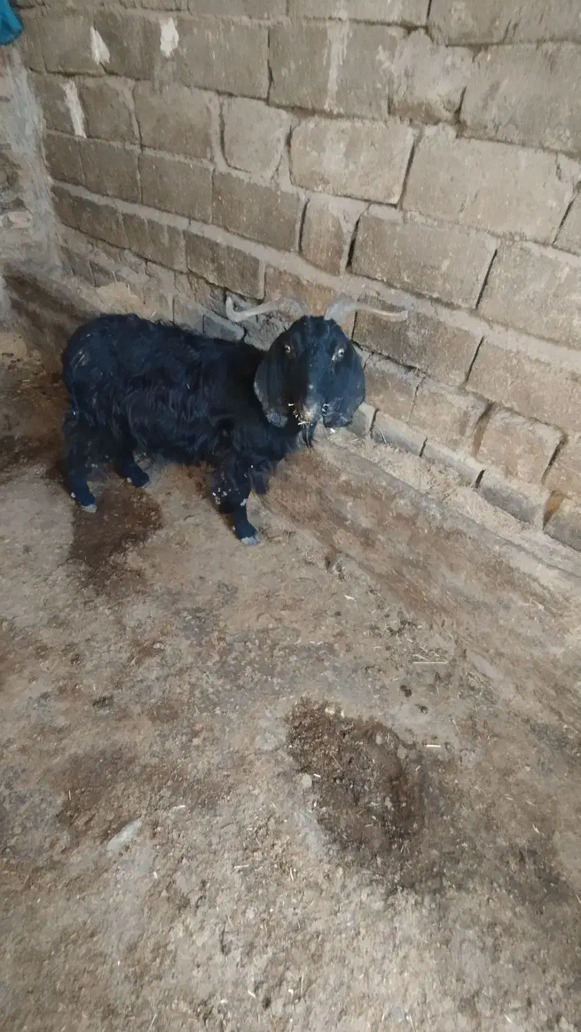 بزفروشی|حیوانات مزرعه|دورود, |دیوار