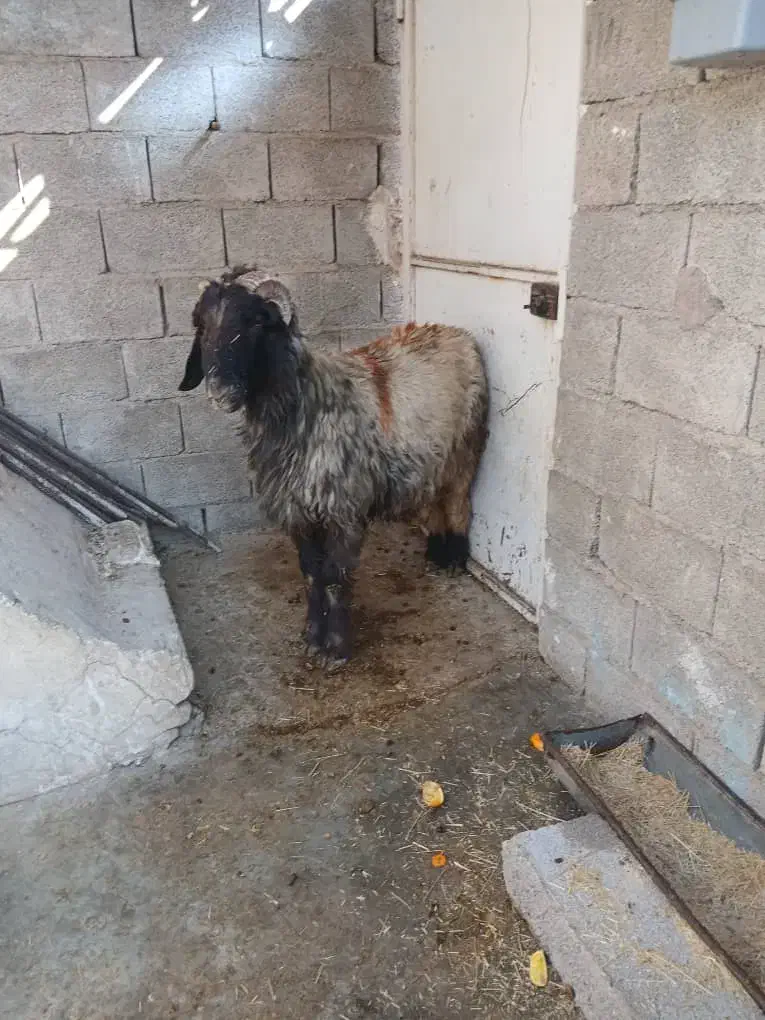 نرمیش دو رون|حیوانات مزرعه|مسجد سلیمان, |دیوار