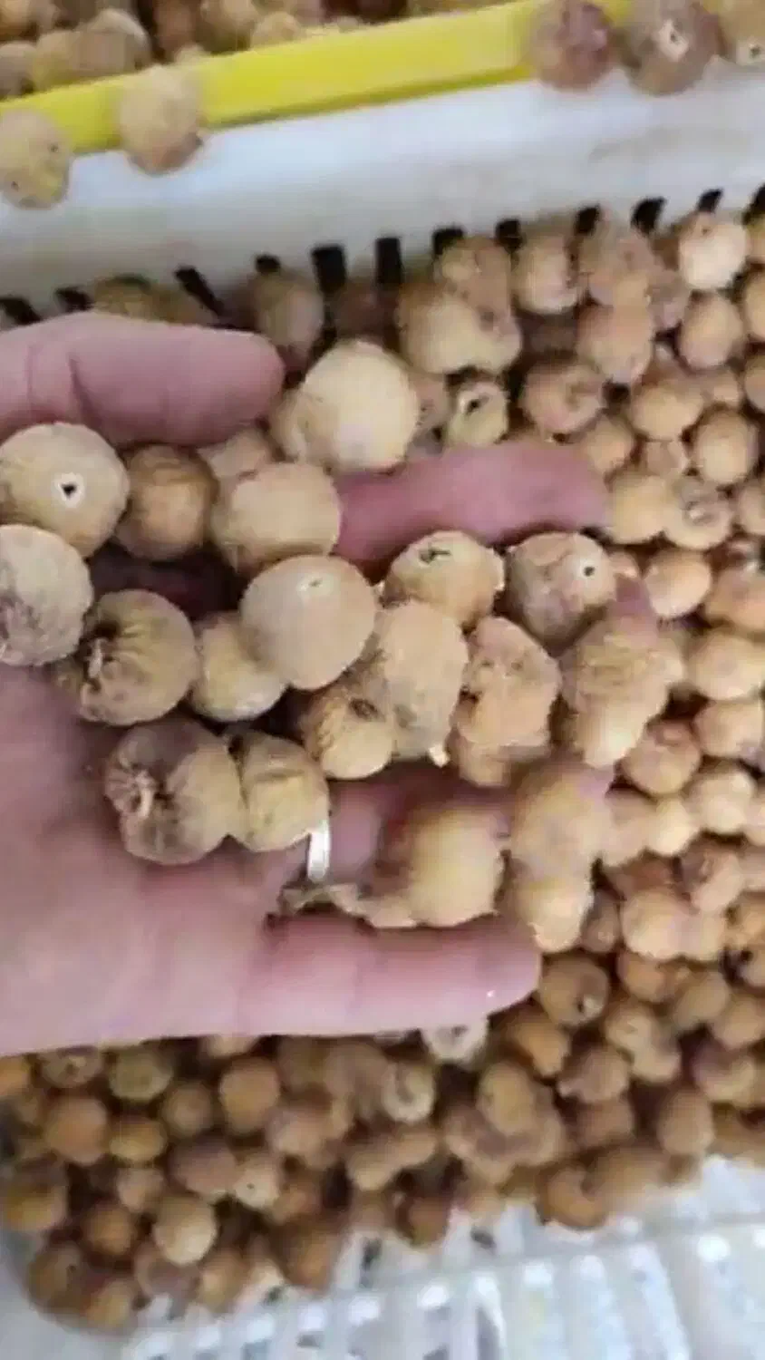 ۲۵ تن انجیر تازه و اعلای باغ شیراز/۵۰کیلو به بالا|خوردنی و آشامیدنی|اصفهان, محمودیه|دیوار